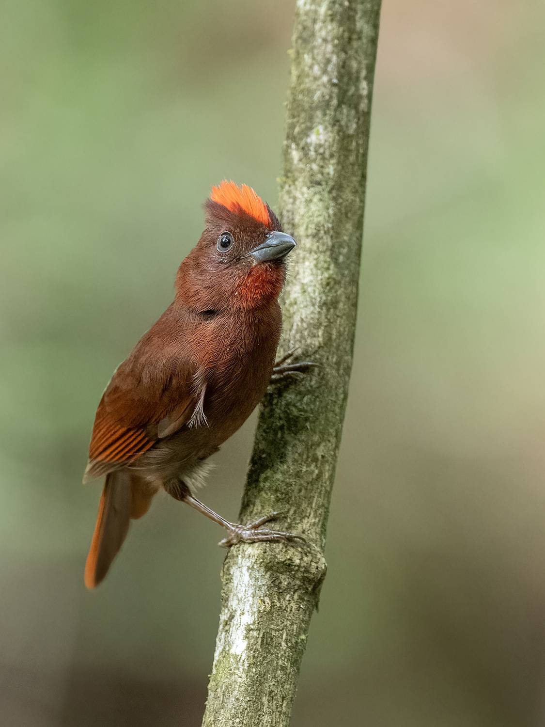 , Fernando Burgalin Sequeira