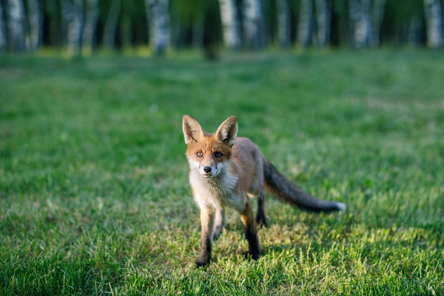 лисёнок, Кочкин Владимир