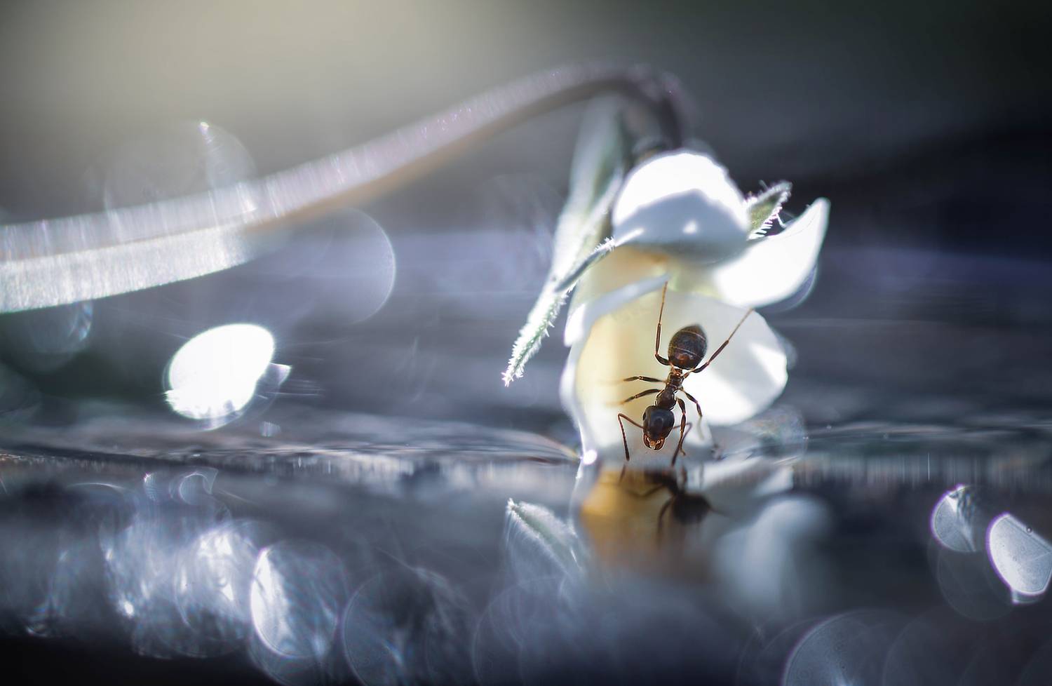 , Лапшина Владлена