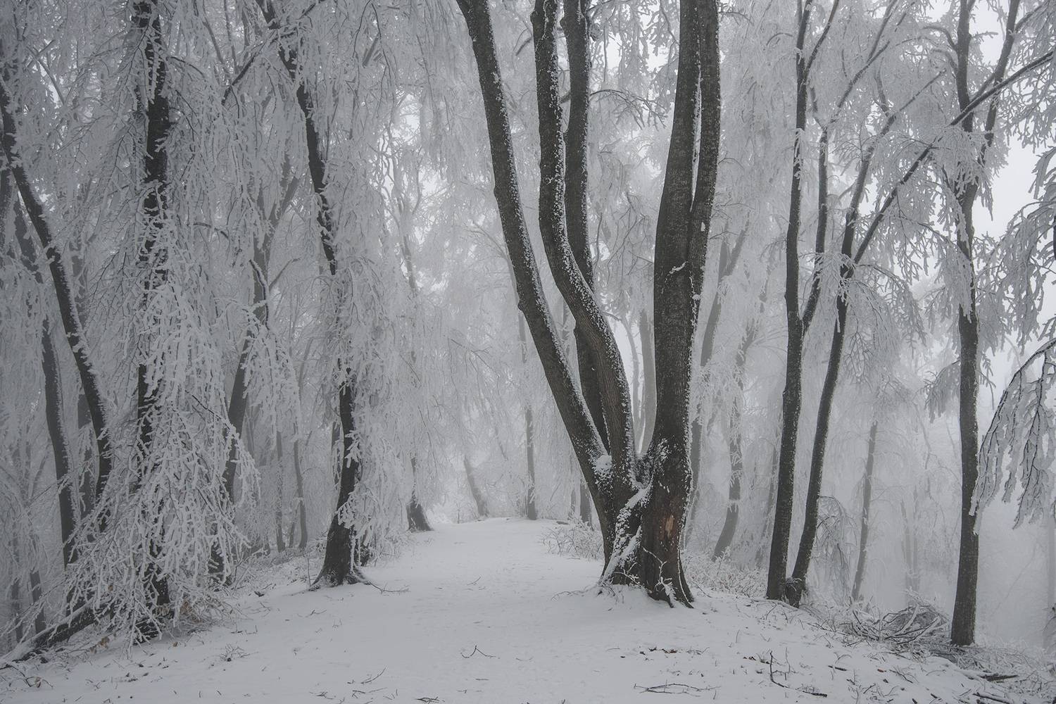 , Хасан Журтов