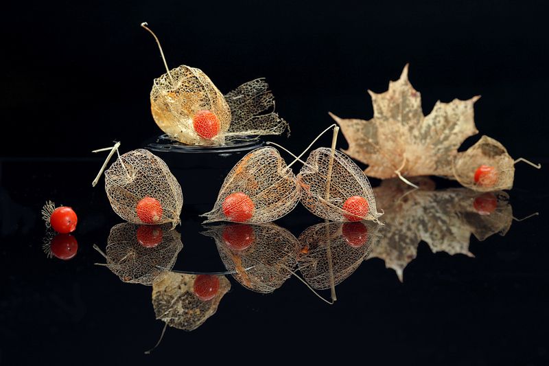 цветы, физалис, ягода Физалис фото превью