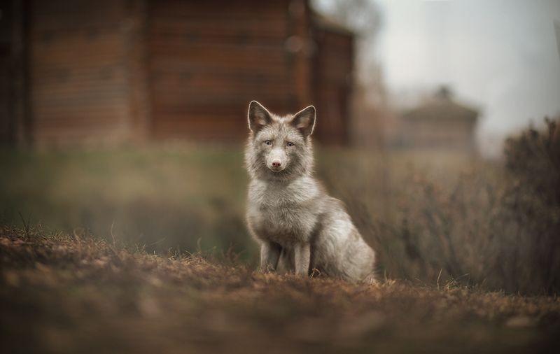 Кнопка фото превью