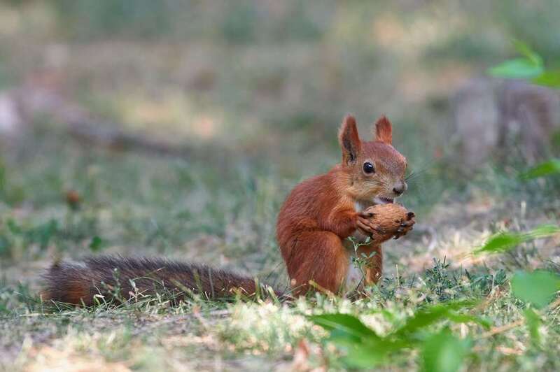 squirrel, volgograd, russia,  # фото превью