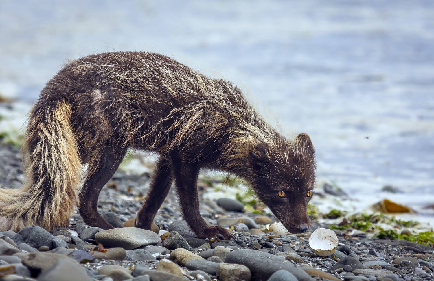 берингийский песец, скорлупа, яйцо, командоры, Уткин Дмитрий