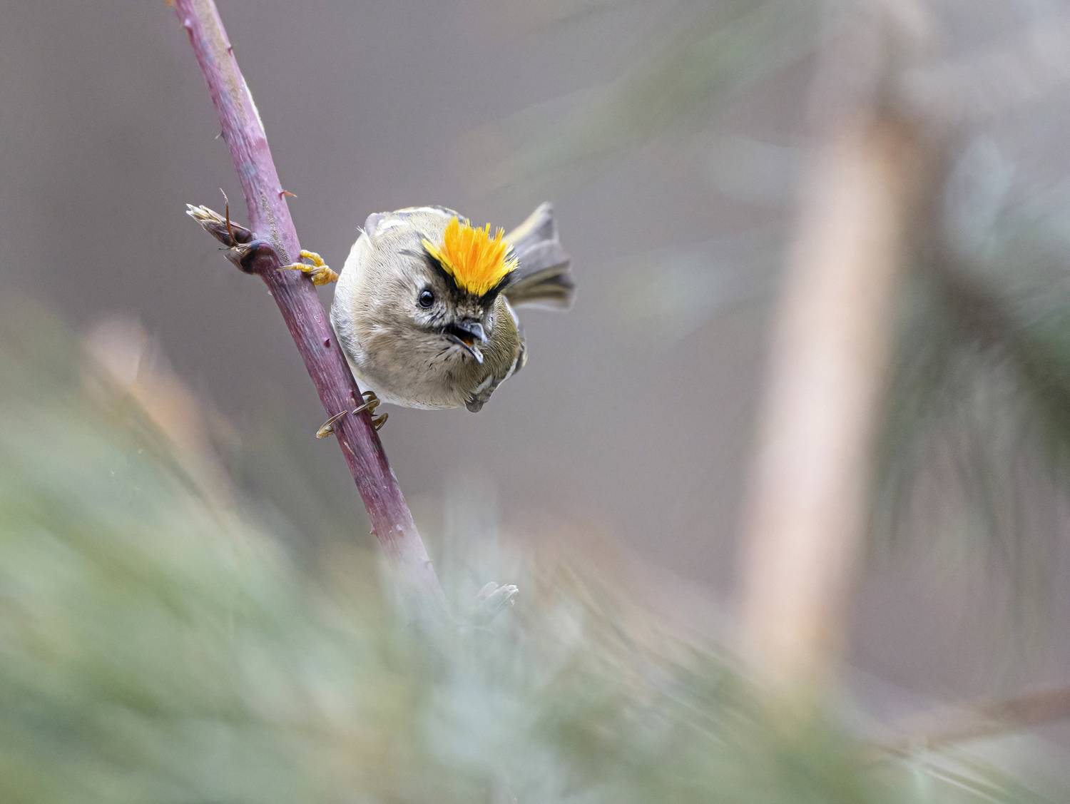 птицы,природа, зима, Андрей Киселёв