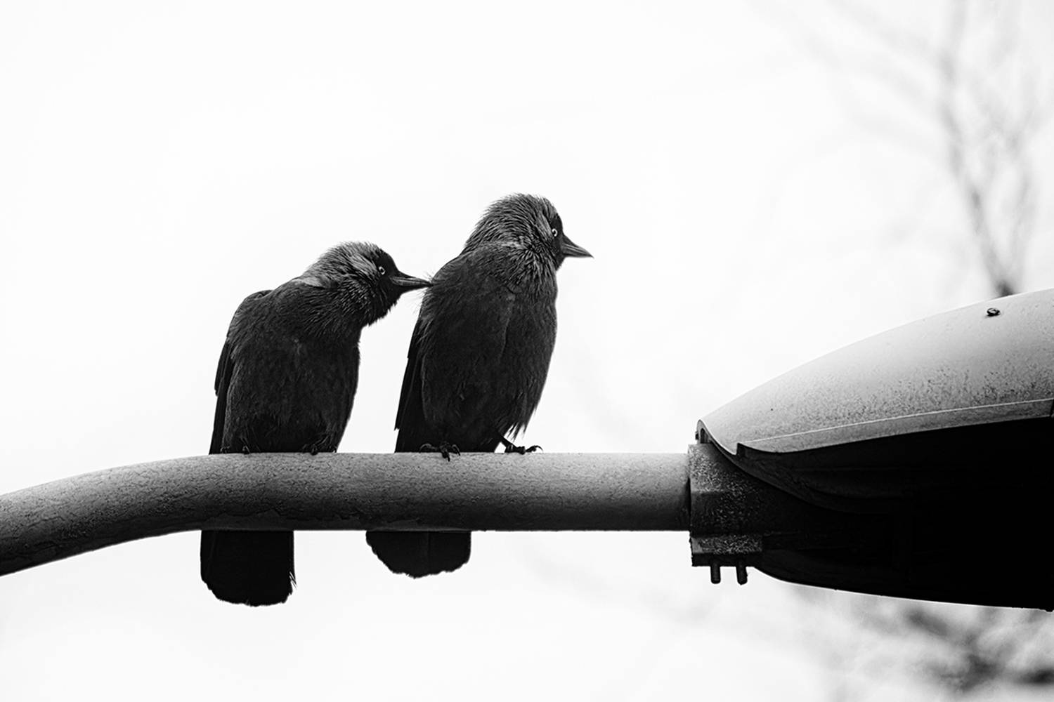 птица, галка, калининград, bird, Хилько Марина