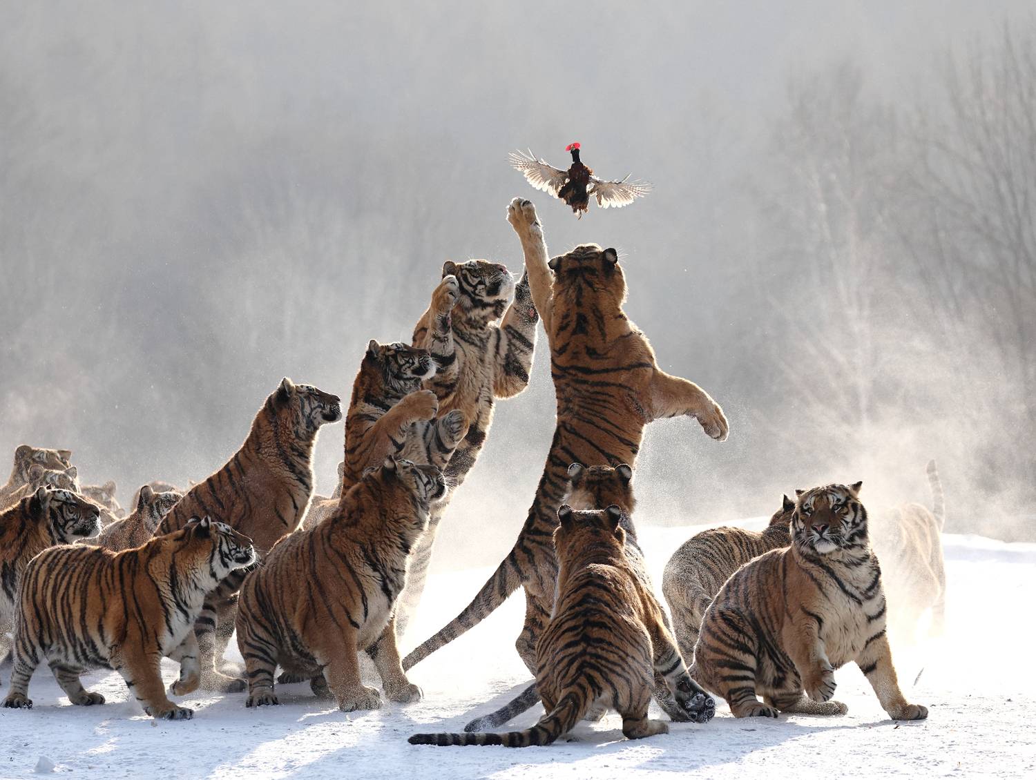 , Гудков Андрей