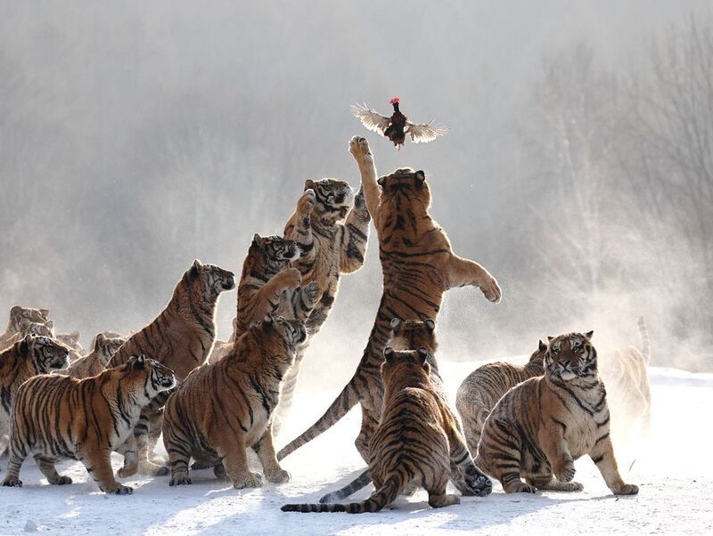 фото превью