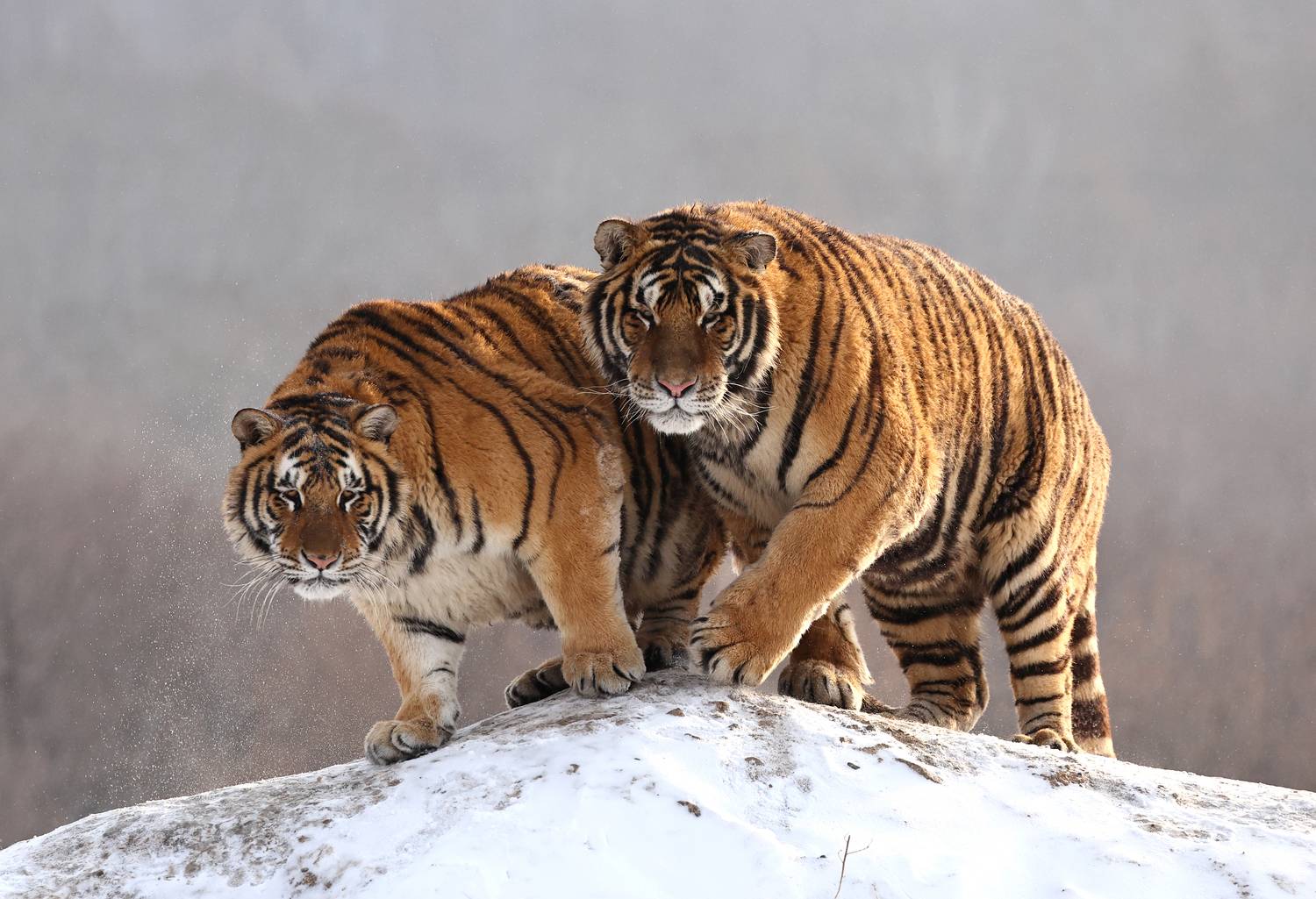 , Гудков Андрей