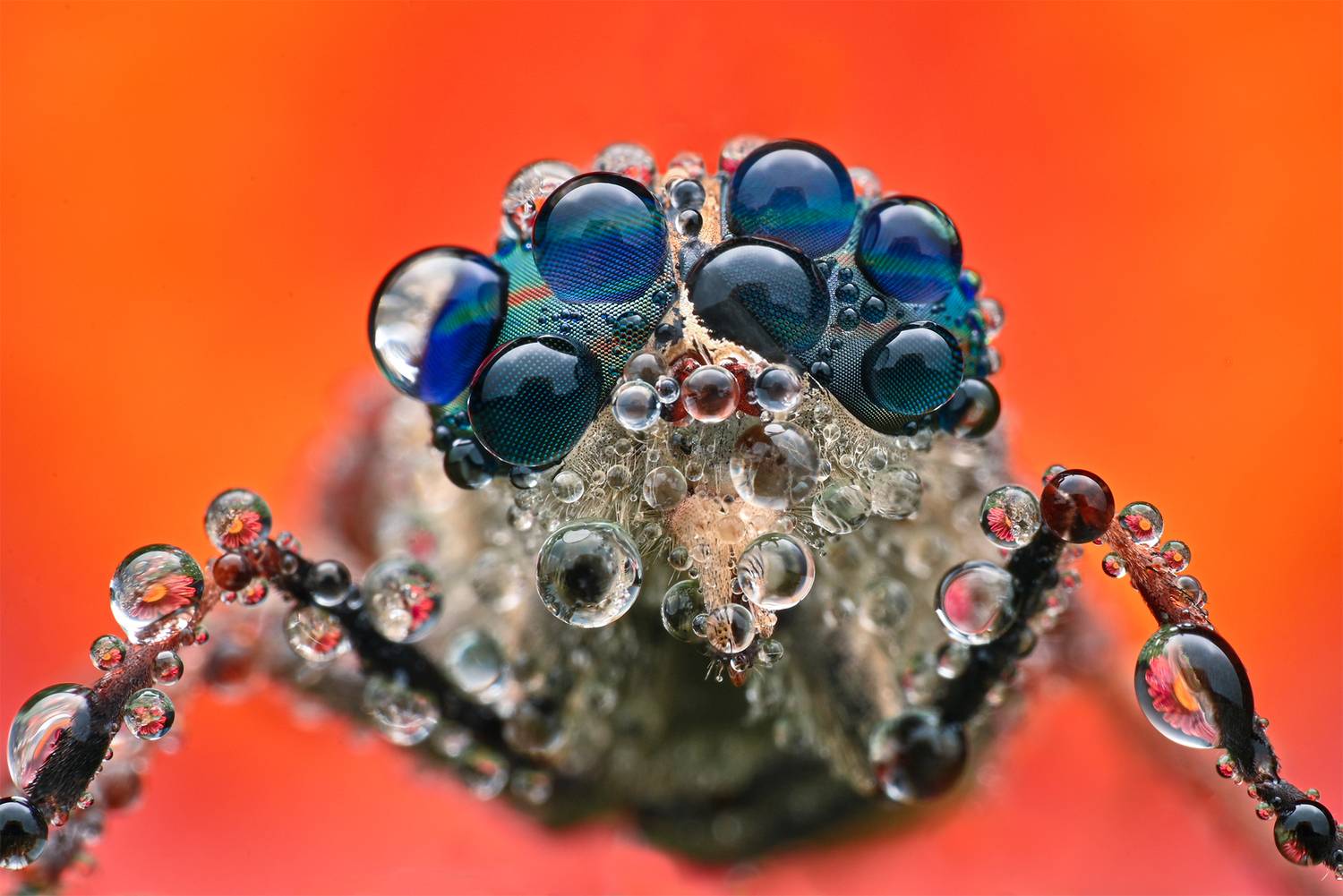 ceclii, macro, Ganev Tsvetan