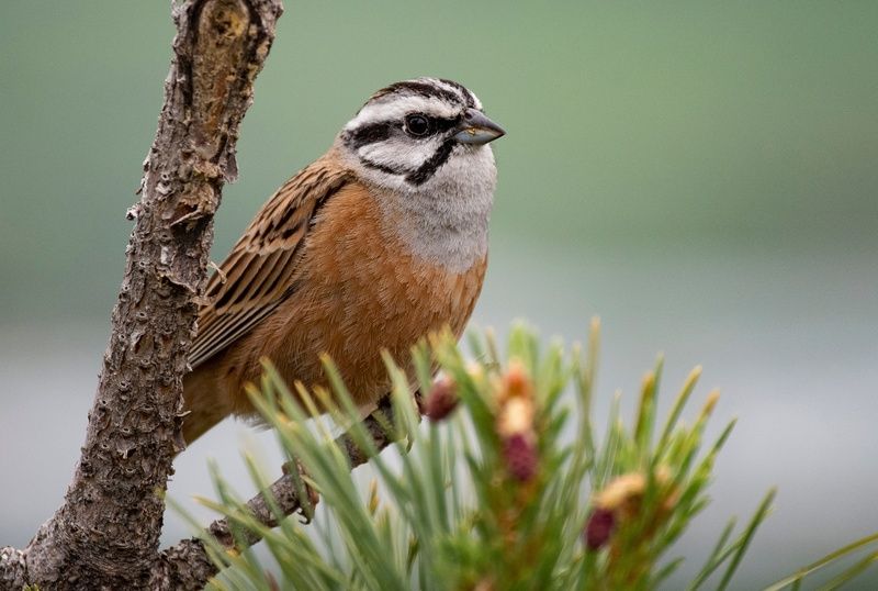 птицы овсянка Горная овсянка фото превью