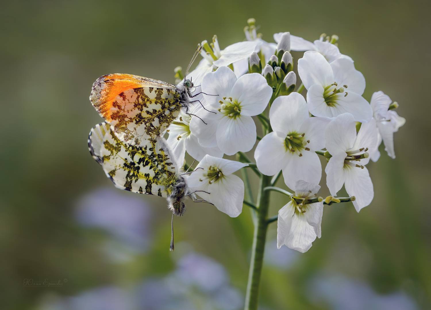 бабочки, зорька, макро, Ершова Юлия