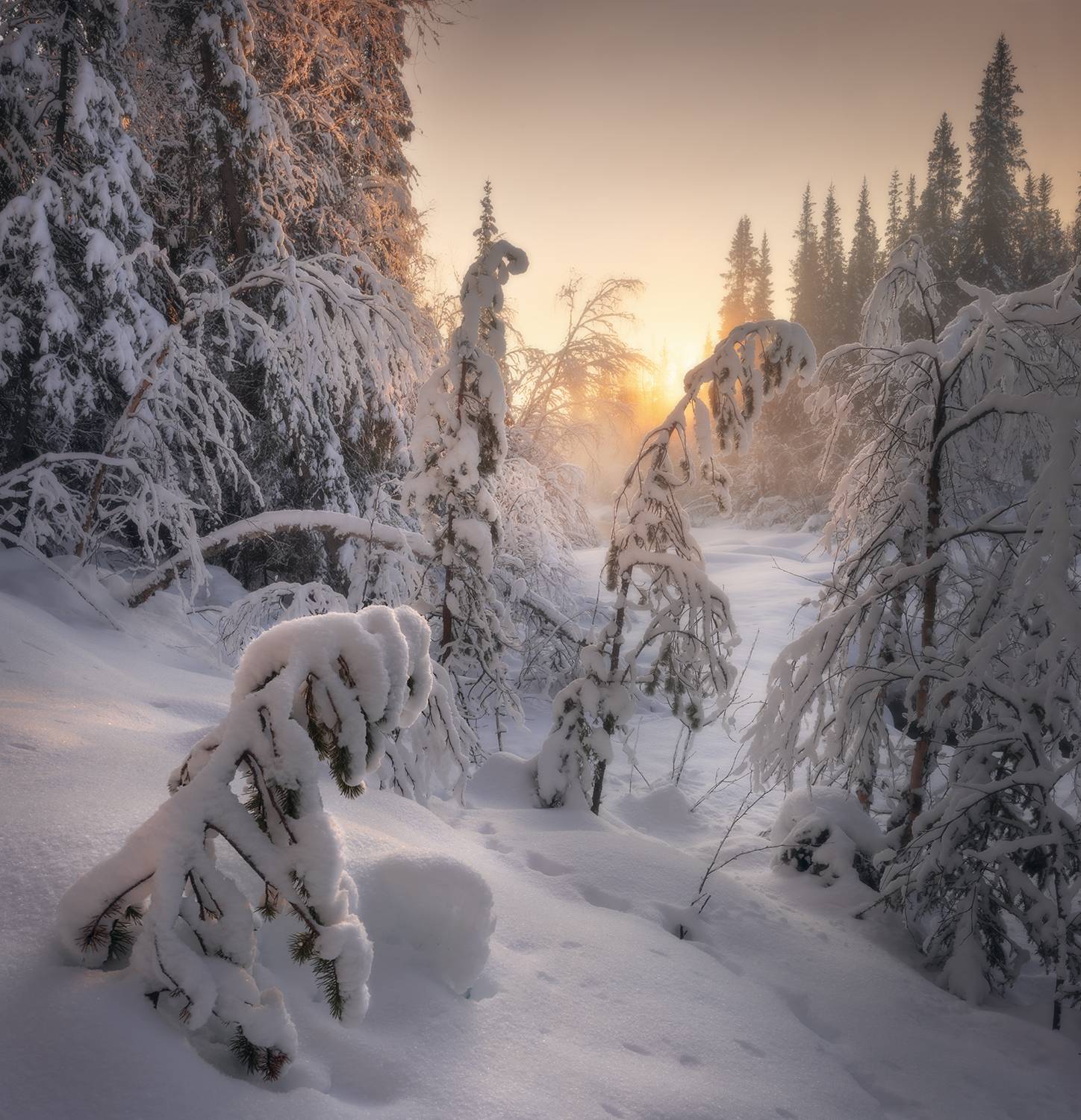 вечер, закат, солнце, зима, кольский, снег, деревья, Сергей Буторин
