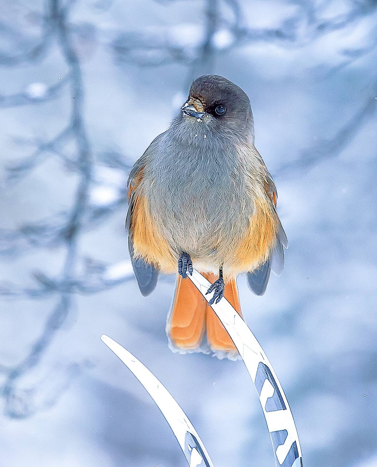 , Ермохина Наталья