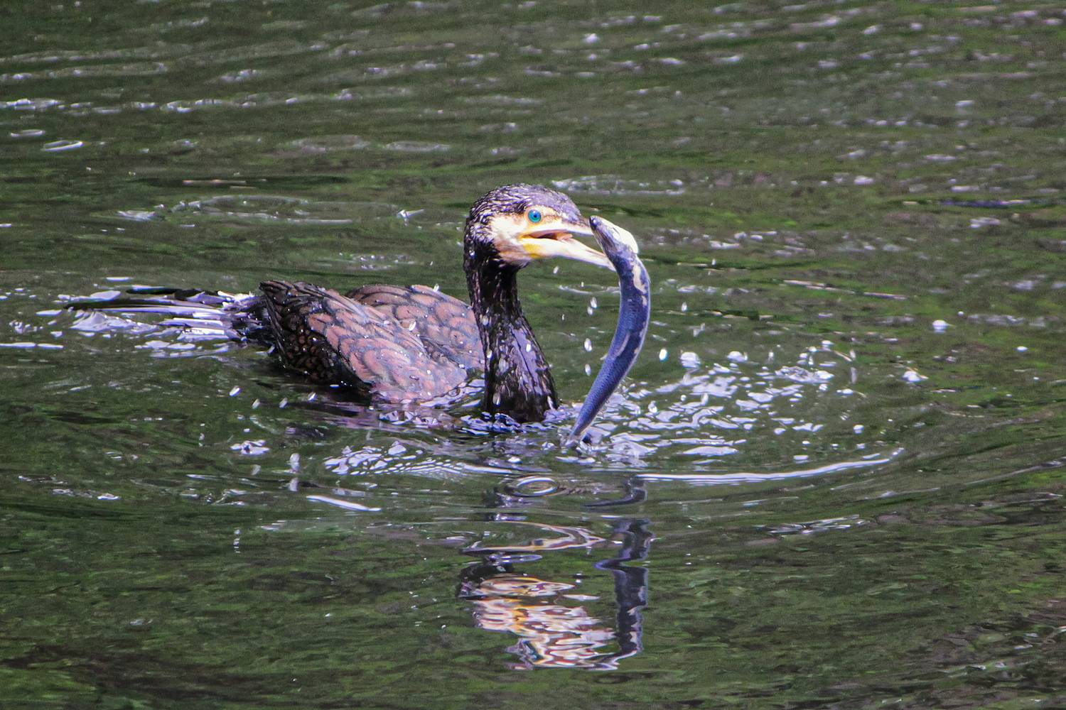 баклан, большой баклан, phalacrocorax carbo, КарОл