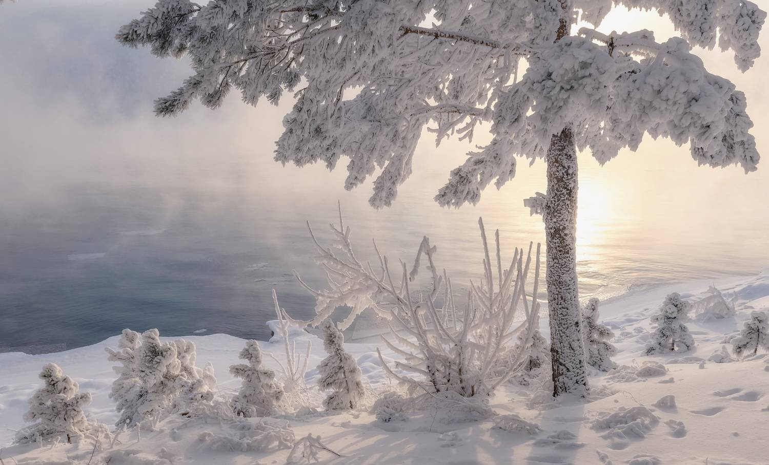 зима, мороз, енисей, иней, сибирь, ели, куржак, Фомина Марина