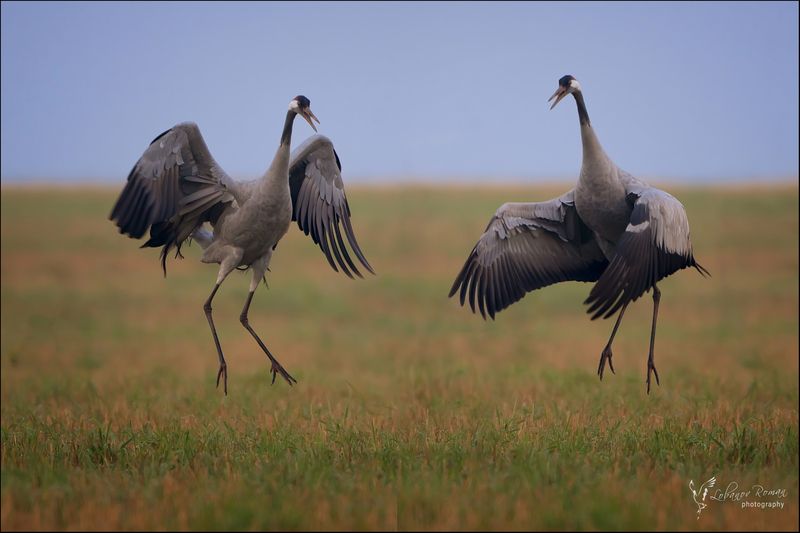 Танцы  фото превью