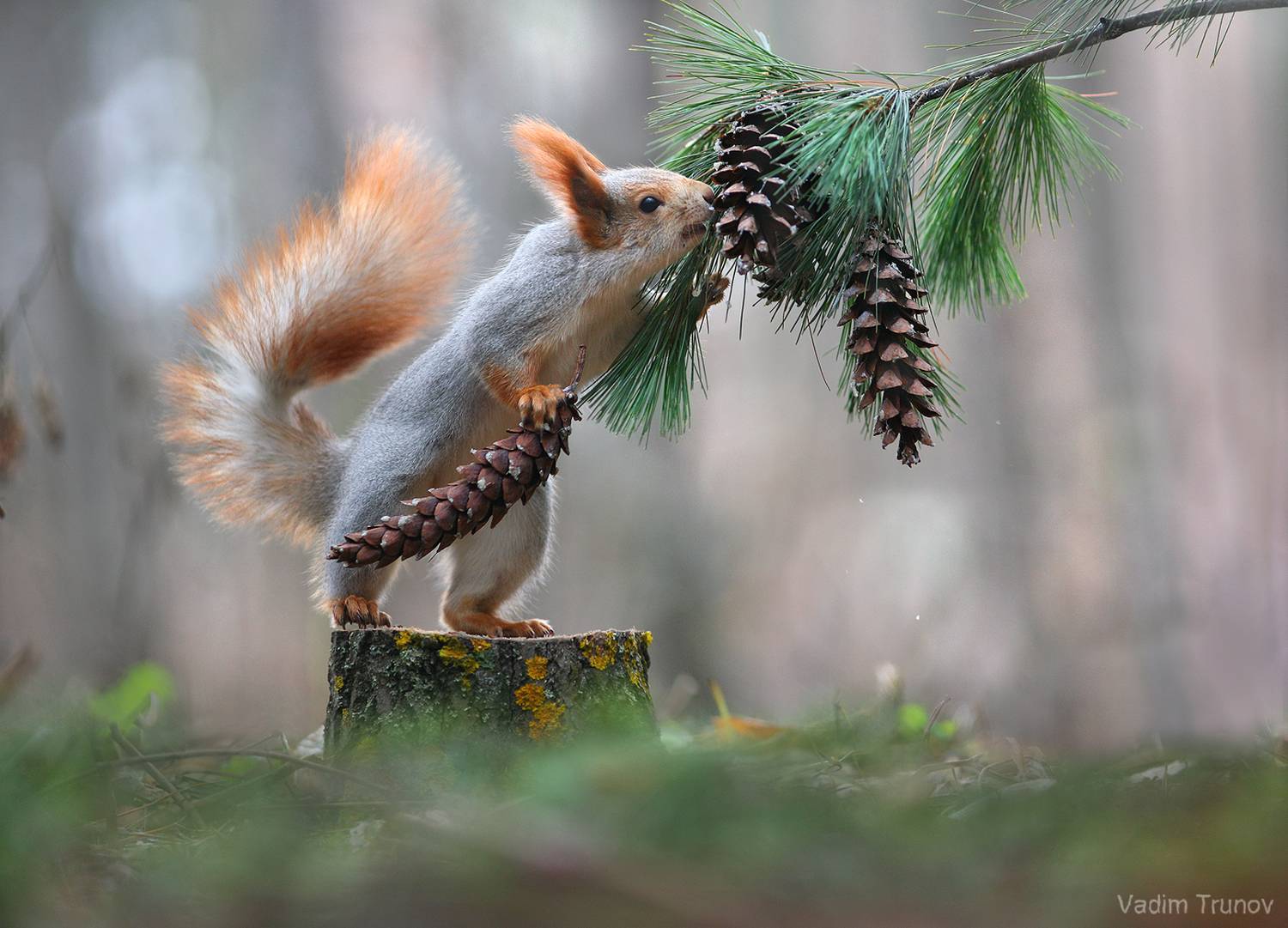 белка, squirrel, Вадим Трунов