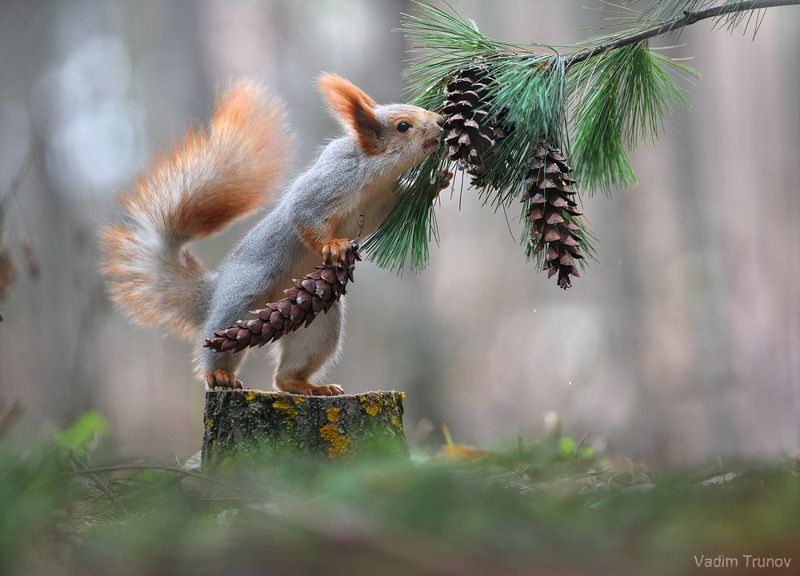 белка, squirrel *** фото превью