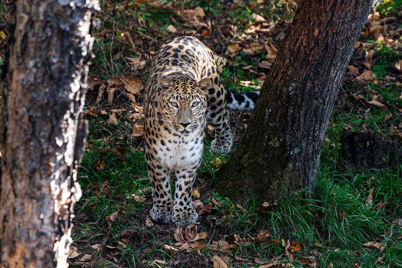 Приморье, Владивосток, Приморский край, Японское море, леопард Дальневосточный леопард фото превью