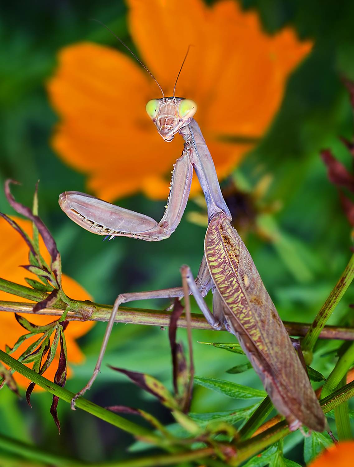 насекомые, богомол, обыкновенный, хищник, Борис Новиков