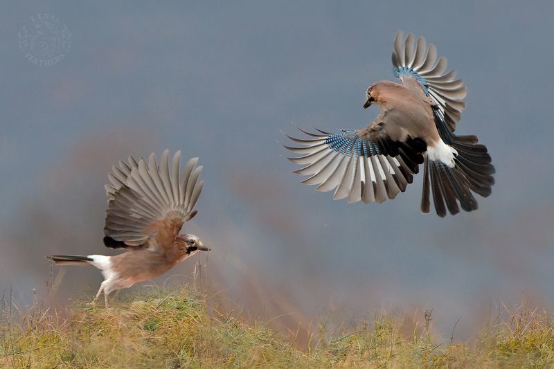 Сойки - Lens and Feathers фото превью