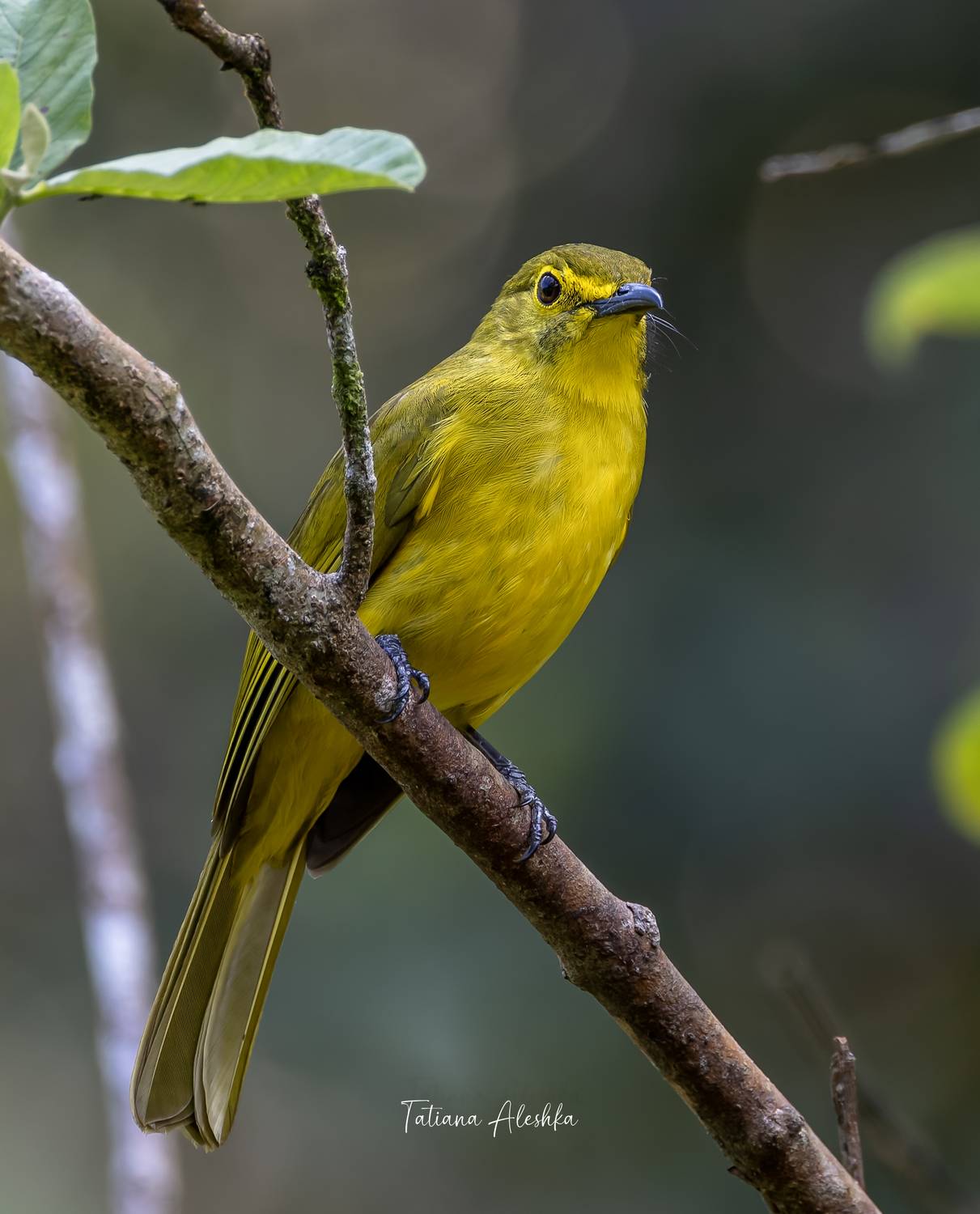 , Татьяна Алешка