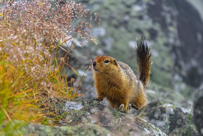 путешествие, осень, чукотка Любопытная евражка фото превью