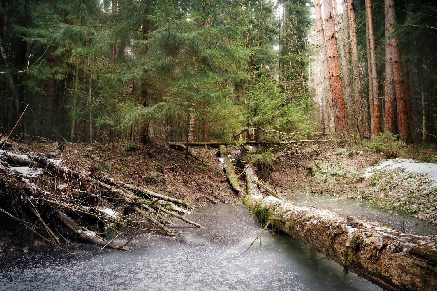 лес, зима, снег, Валерий Вождаев