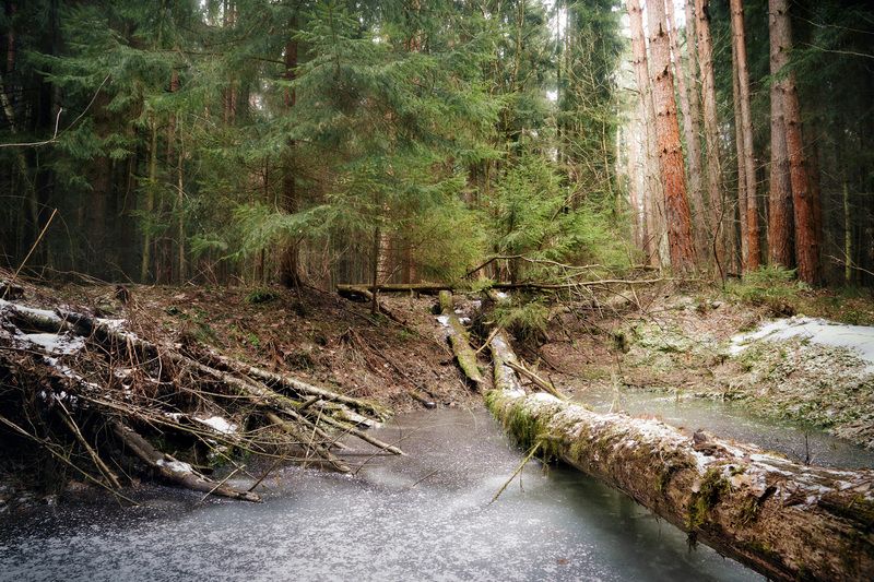 лес, зима, снег В зимнем лесу фото превью