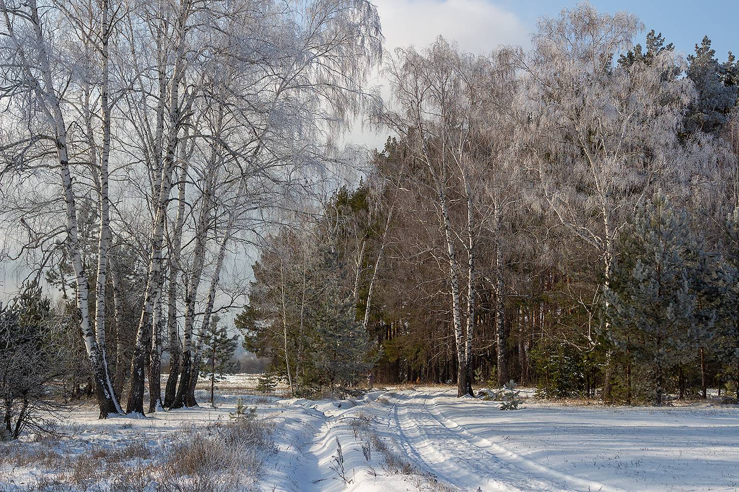 лес, еревья, зима, иней, природа, Востриков Руслан