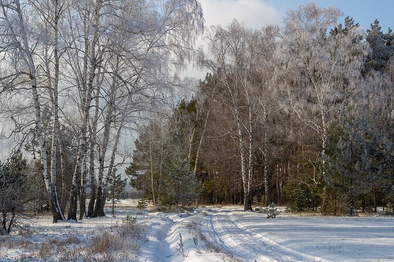 лес, еревья, зима, иней, природа  фото превью