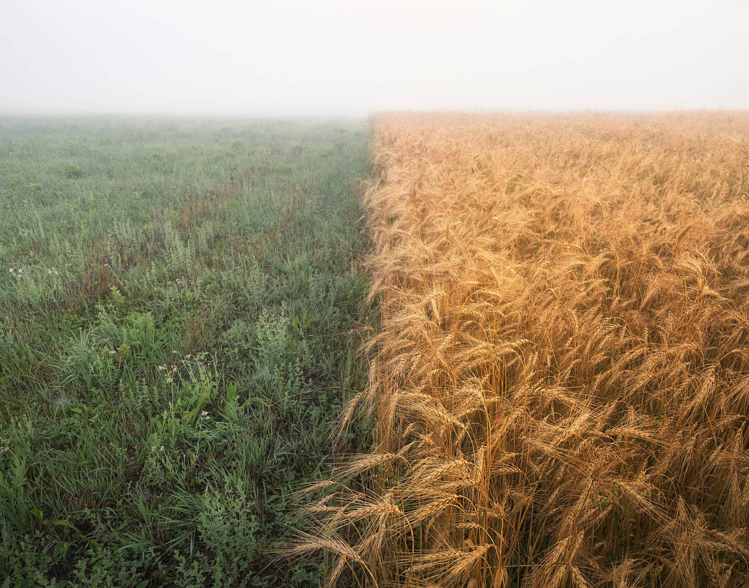Поле, туман, пшеница, утро,  Алексей