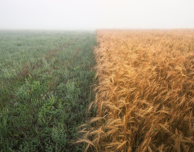 Поле, туман, пшеница, утро Граница фото превью