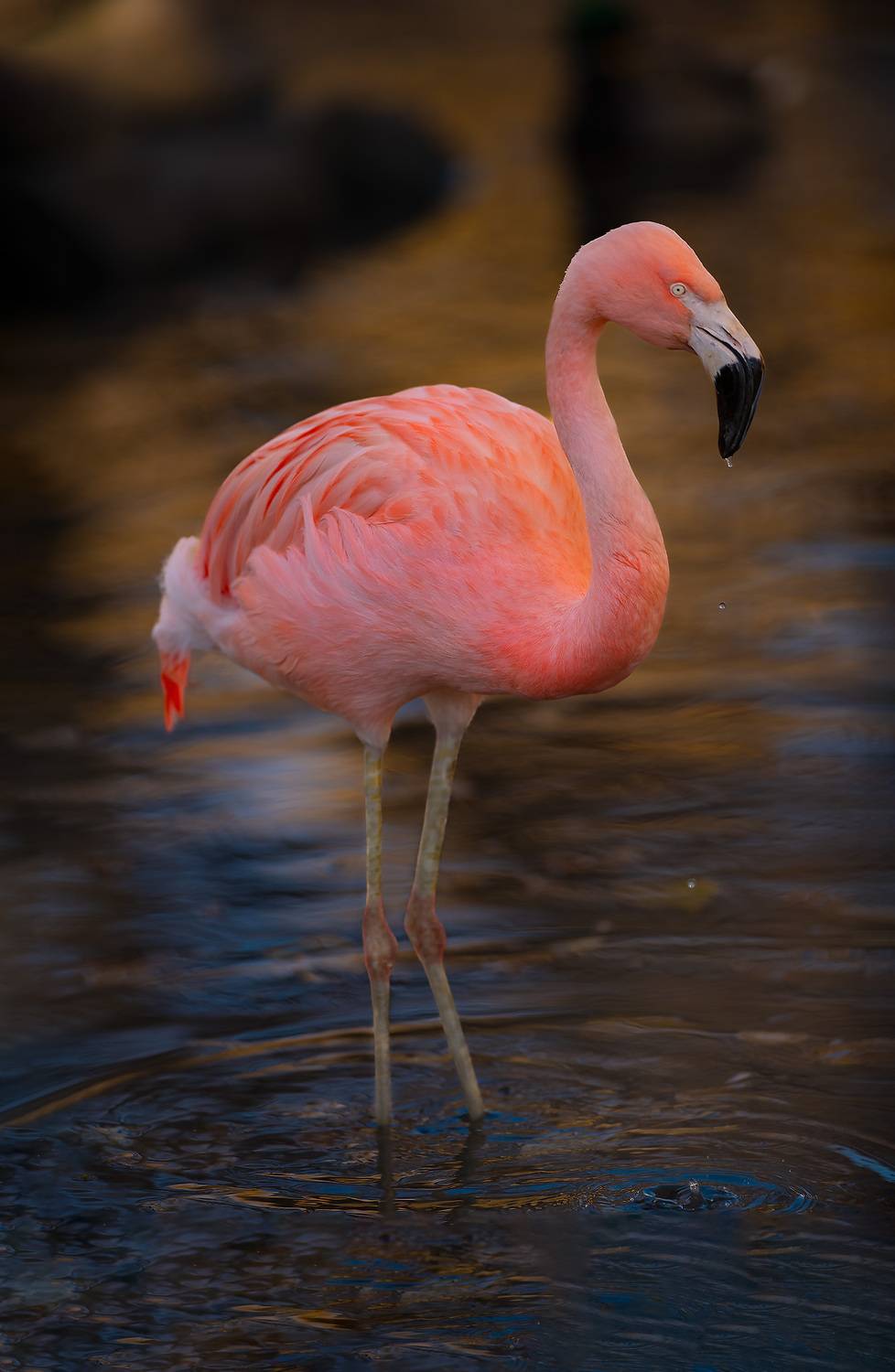 flamingo, water, pond, bird, Gubski Alexander