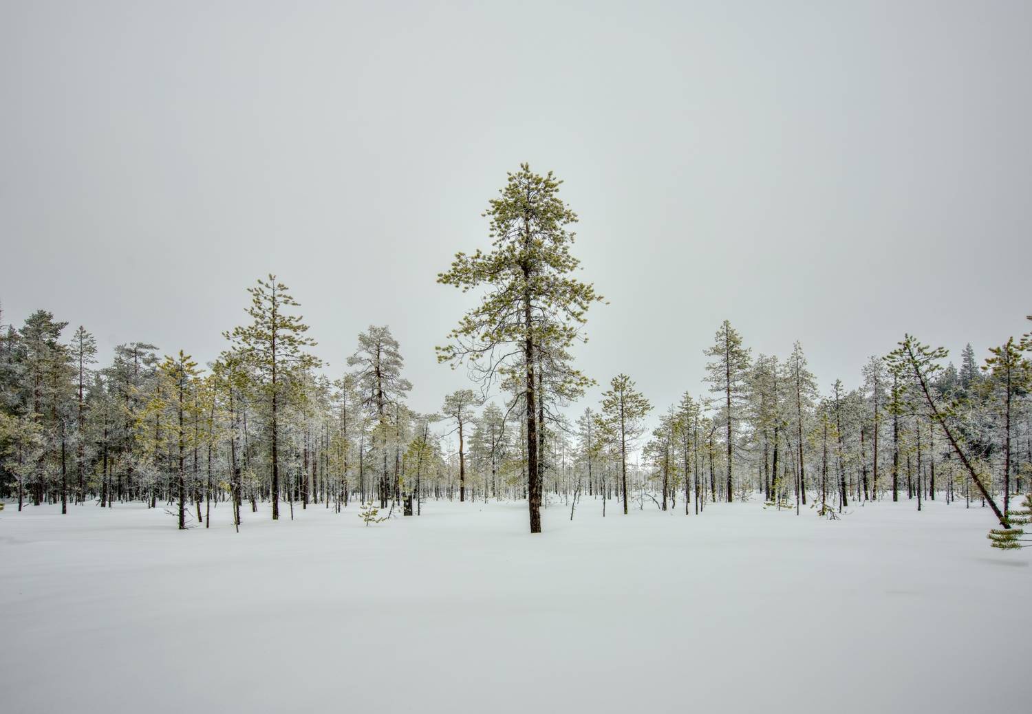 зима мороз болото снег белизна, Igor Shishpanov