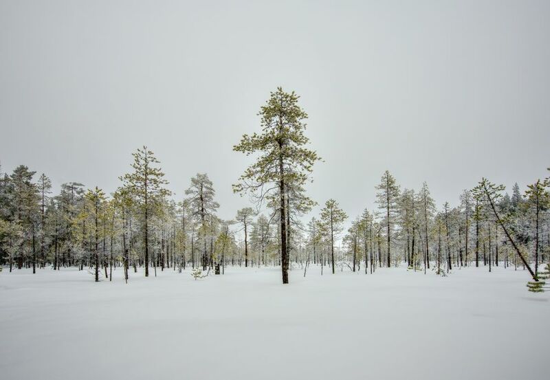 зима мороз болото снег белизна Зима фото превью
