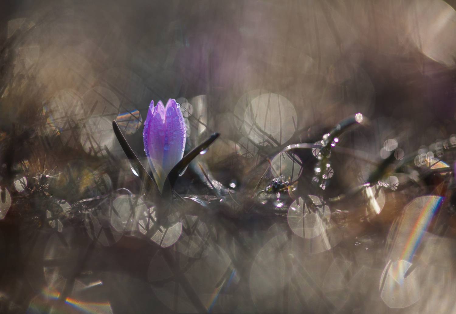 , Викулов Николай