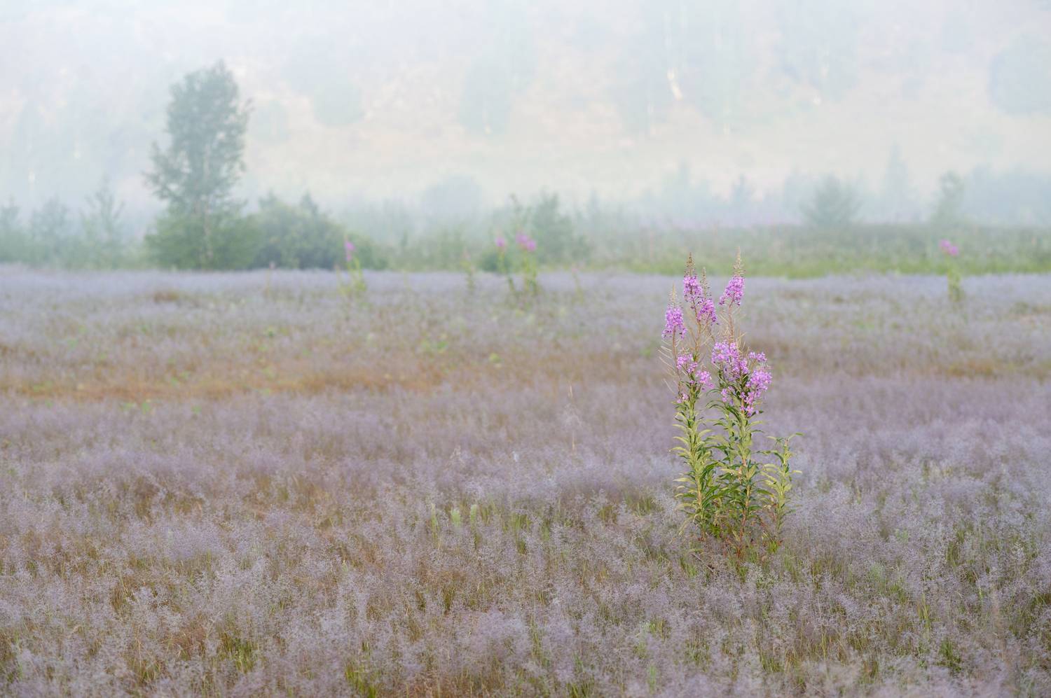 , Георгий Сапожников