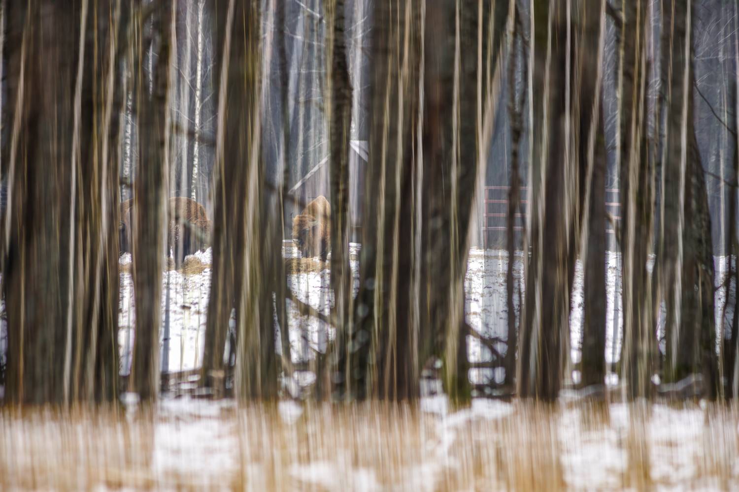 животные, природа, дикая природа, зубр, canon, Пронин Денис