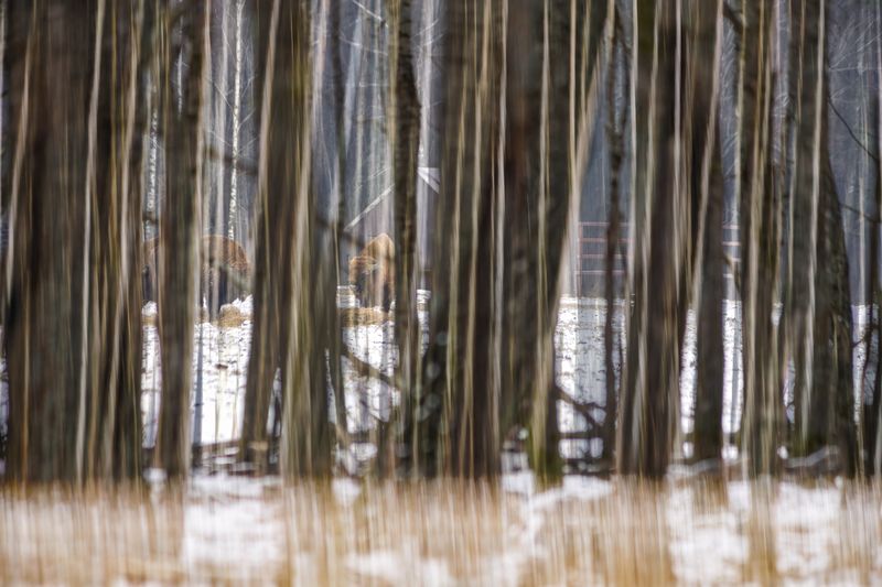 животные, природа, дикая природа, зубр, canon Мультиэкспозиция с зубрами фото превью