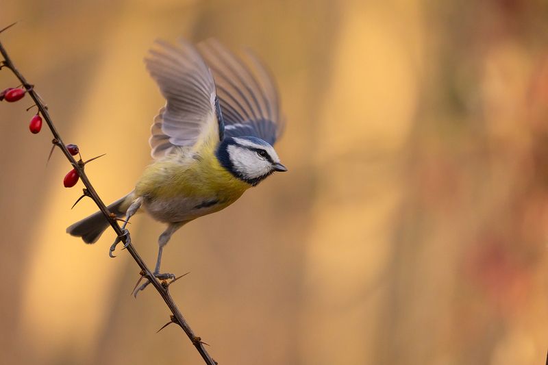 Titmouse фото превью