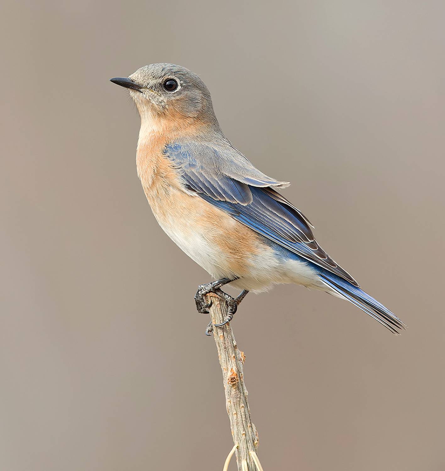 восточная сиалия, eastern bluebird, bluebird, winter bird, Elizabeth Etkind
