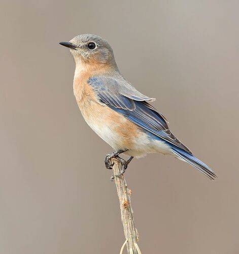 Eastern Bluebird female -Восточная сиалия. самка