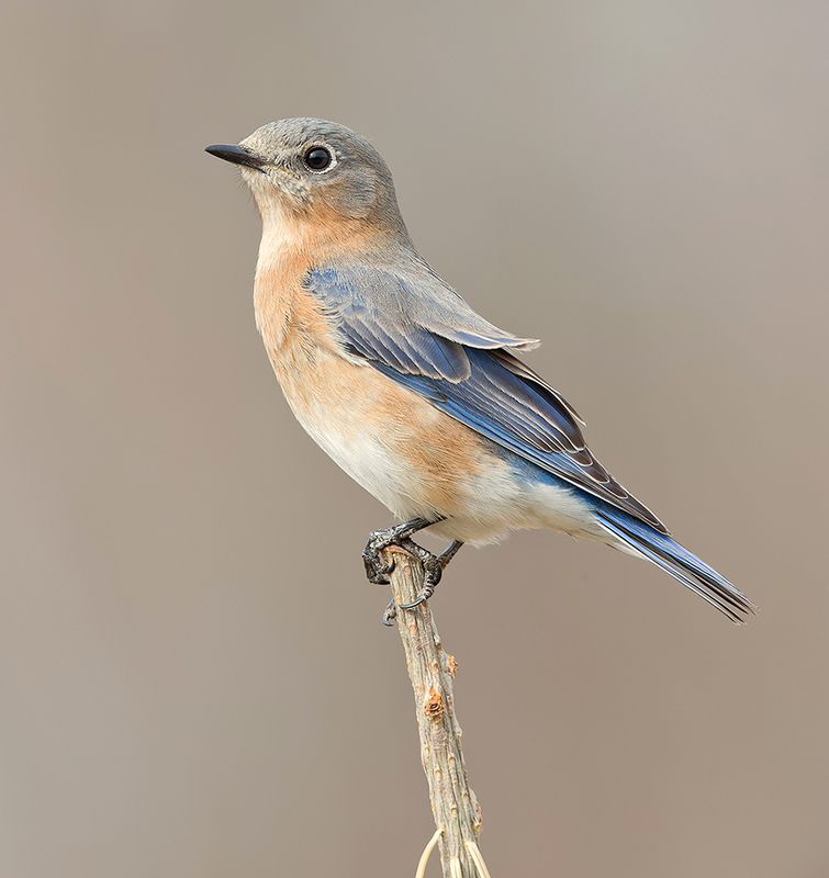 восточная сиалия, eastern bluebird, bluebird, winter bird Eastern Bluebird female -Восточная сиалия. самка фото превью