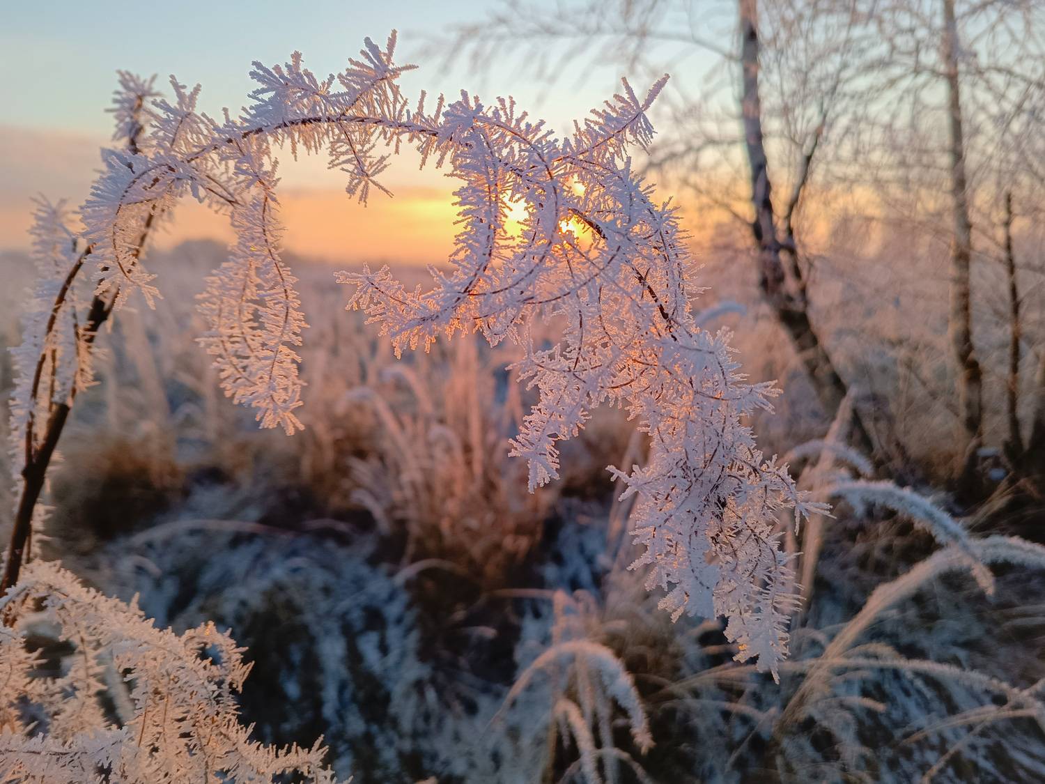 , Кондрашова Светлана
