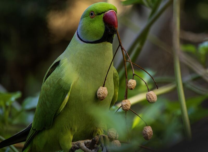 Индийский кольчатый попугай. фото превью