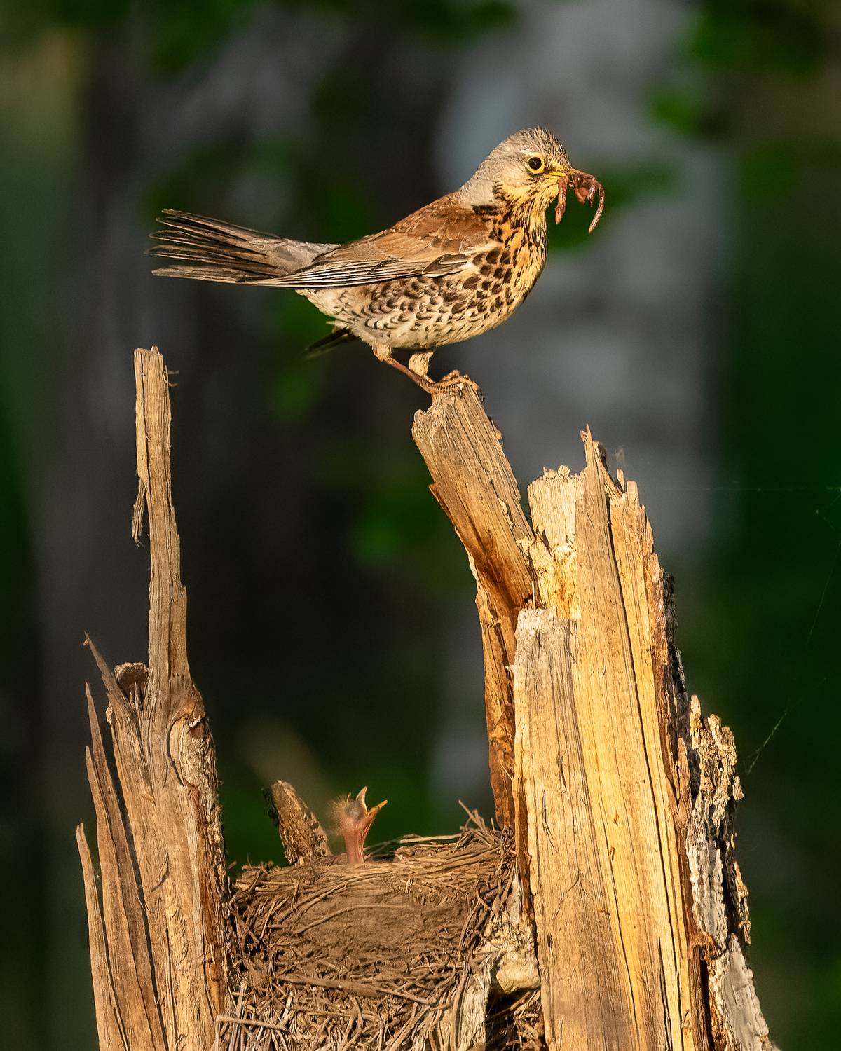 дрозд, рябинник, птицы, гнездо, Дубровская Екатерина