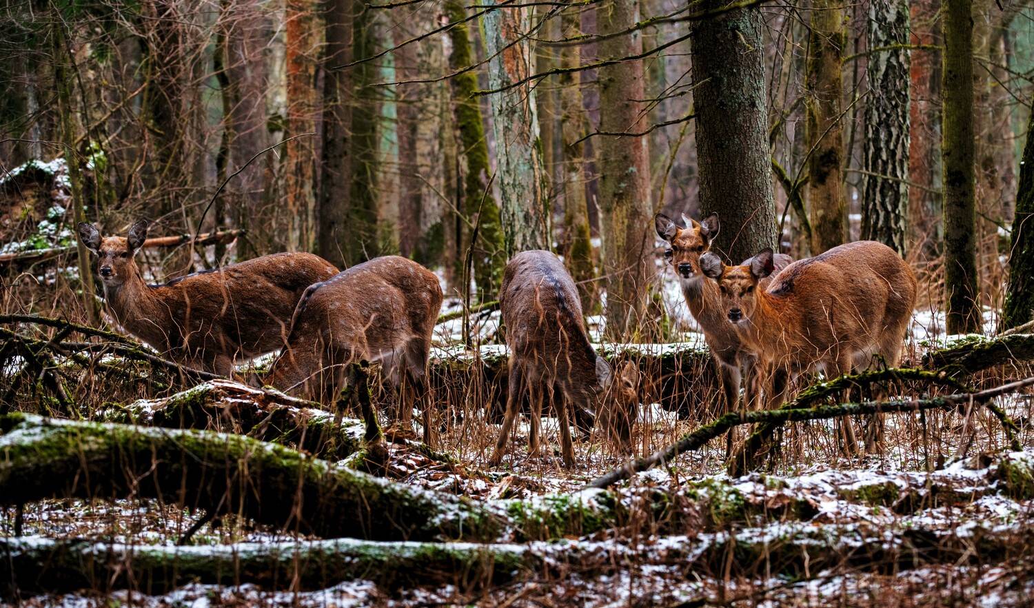 , Павел Ныриков