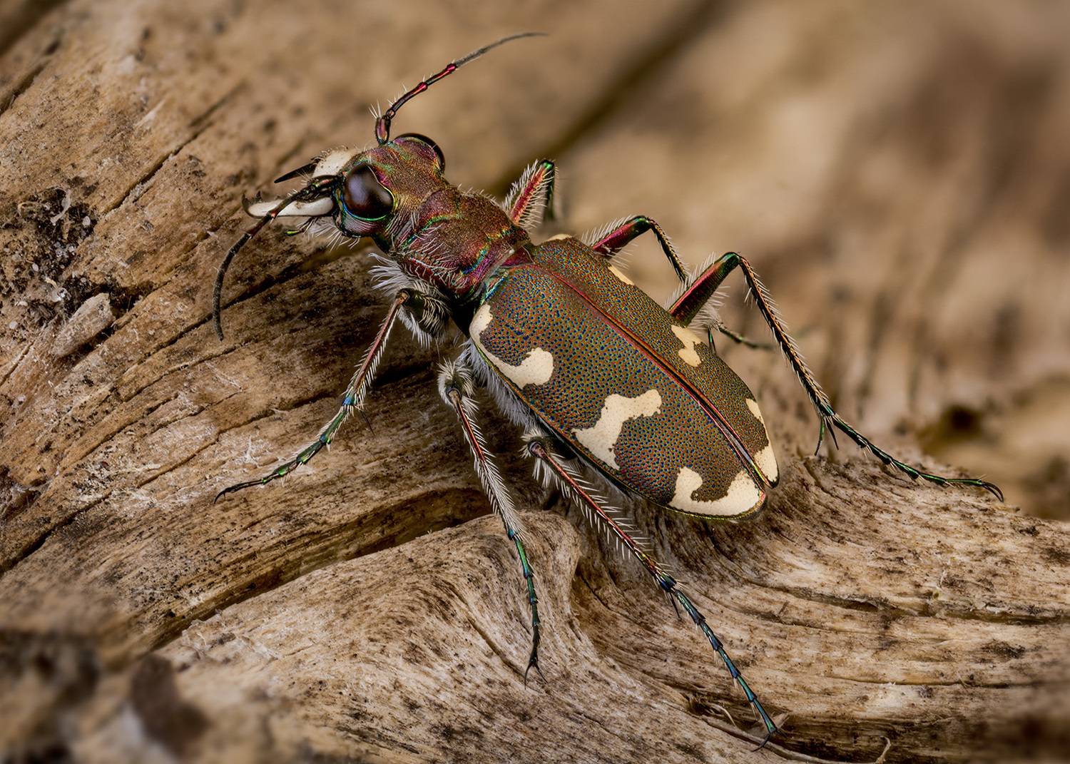 coleoptera, carabidae, cicindela hybrida, скакун-межняк, baltalūpis &scaron;oklys, Eugenijus Kavaliauskas